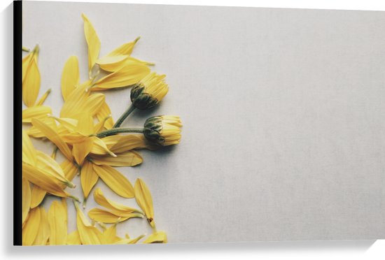 WallClassics - Canvas - Gele Bloemen met Losse Bloemblaadjes op Witte Achtergrond - 90x60 cm Foto op Canvas Schilderij (Wanddecoratie op Canvas)