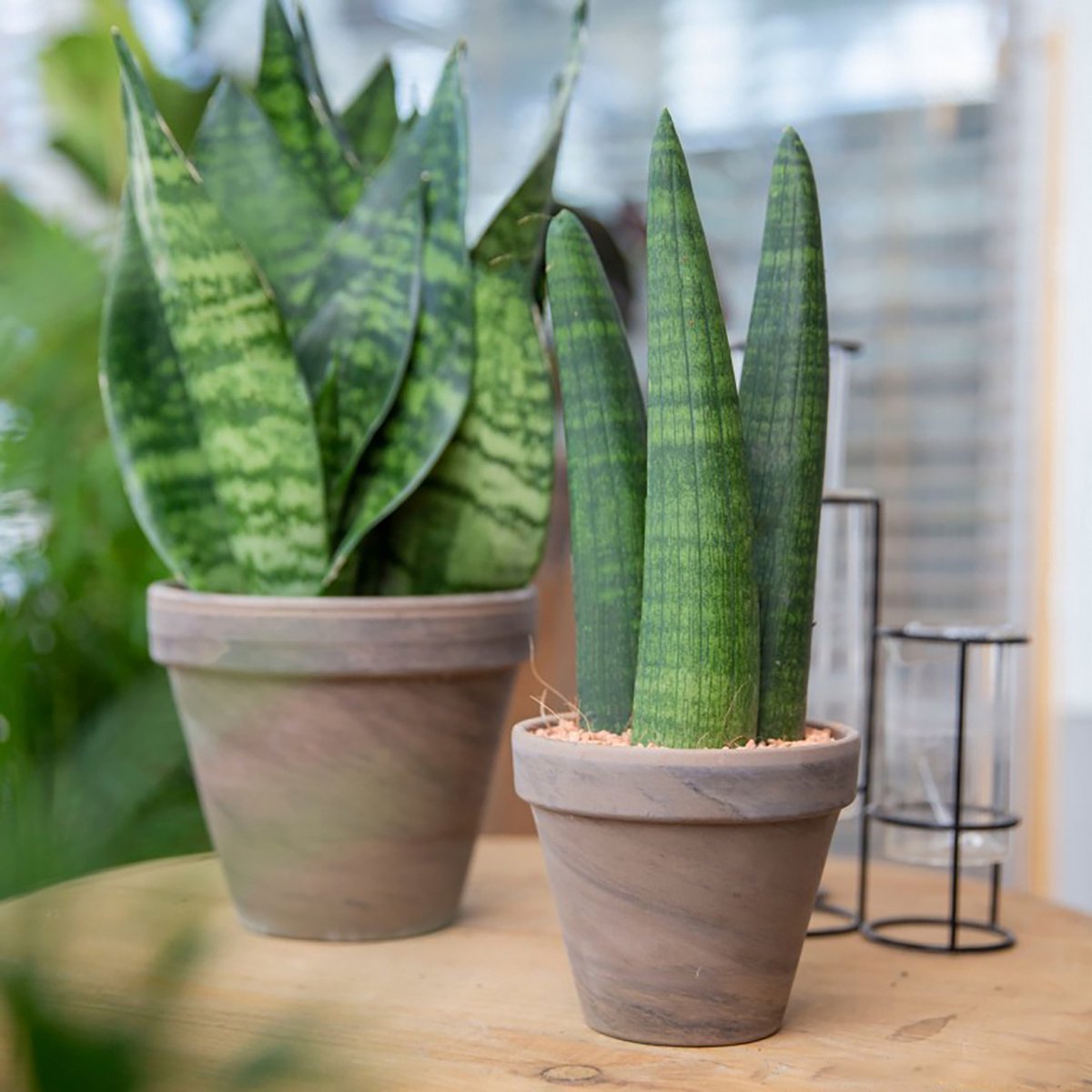 Bama Jardinière De Balcon Avec Soucoupe 60 Cm