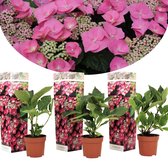 Plant in a Box - Hortensia Teller - Set van 3 - Roze - Tuinhortensia - Pot 9cm - Hoogte 25-40cm