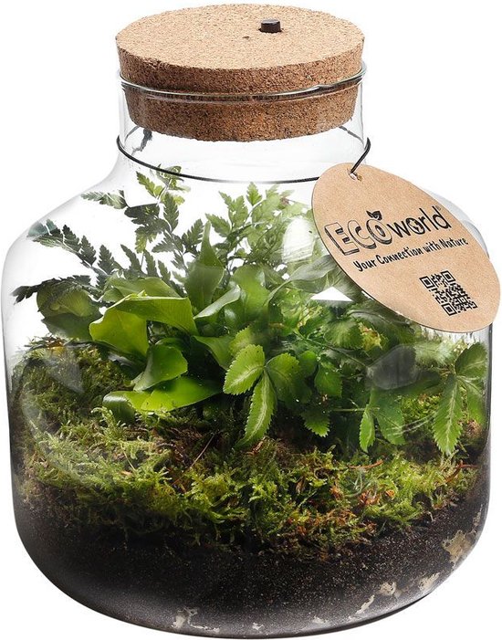 Ecosysteem plant met lamp - Ecoworld Jungle Biosphere - Plant terrarium - 3  Varen... | bol.com