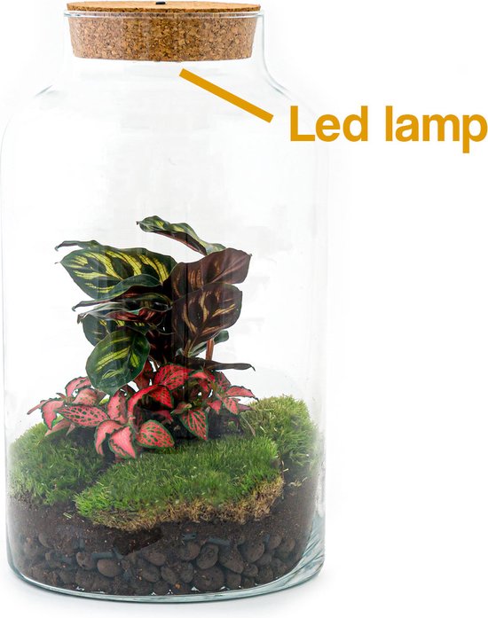 Terrarium - Milky LED calathea - ↑ 31 cm - Ecosysteem plant - Kamerplanten  - DIY... | bol.com