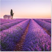 Tuin poster Lavendel - Zonsondergang - Paars - Bloemen - 200x200 cm - Tuindoek - Buitenposter