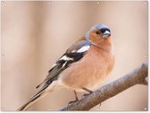 Tuinposter - Vogel - Dieren - Tak - Natuur - Oranje - 160x120 cm - Tuinposters - Wanddecoratie - Tuindecoratie - Tuindoek - Buitenposter