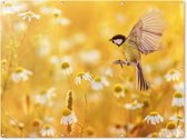 Tuinposter vogels - Bloemen - Margriet - Zomer - Natuur - Geel - Tuin - Tuindecoratie - Tuinschilderij voor buiten - Schuttingdoek - 160x120 cm - Schutting decoratie - Tuindoek - Tuinposters