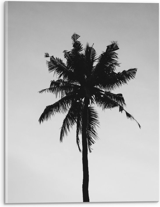 Acrylglas - Palmboom in het Zwart Wit - 30x40 cm Foto op Acrylglas (Wanddecoratie op Acrylaat)