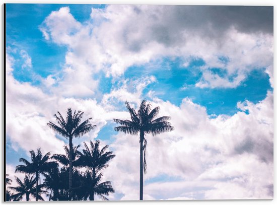 Dibond - Palmbomen onder de Bewolkte Lucht - 40x30 cm Foto op Aluminium (Met Ophangsysteem)