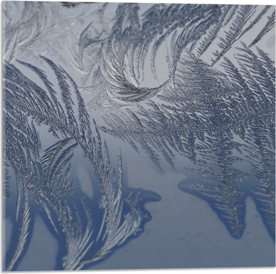 Acrylglas - Bevroren Vogel Veren - 50x50 cm Foto op Acrylglas (Wanddecoratie op Acrylaat)