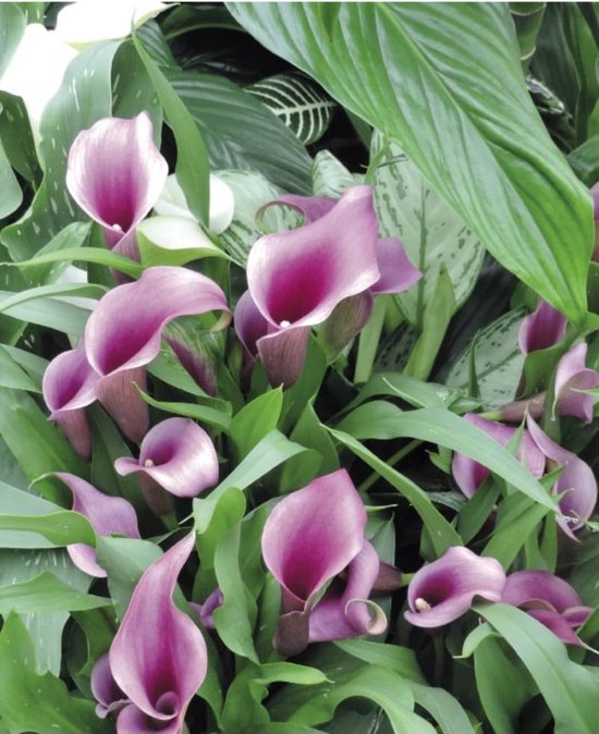 Bloembollen - Zomerbloeiers - Calla - Aethiopica - 5 stuks per tas - Knol - Snijbloem - Zantedeschia - Aronskelkfamile - Winterhard - Goede kwaliteit - Zantedeschia - Aronskelk - Mooie bloemen in je tuin