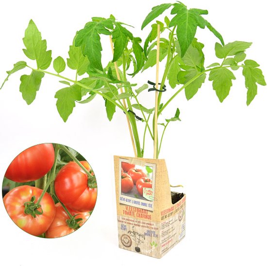 Boos worden mode prins Dubbel geënte vleestomaat - 3 tomatenplanten - zéér hoge opbrengst | bol.com