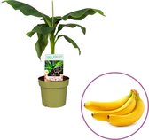 Bananenplant Musa Basjoo - hoogte 60-70cm - winterhard