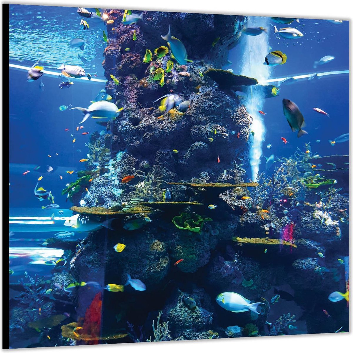 Dibond –Aquarium de la Rochelle– 80x80 Foto op Aluminium (Met ophang)