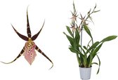 Brassia Sherlob Tolkien 2T