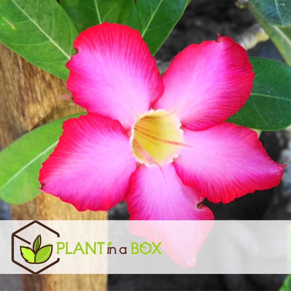 Plant in a Box - Adenium Obesum - Rose du desert - Plantes