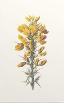 Ulex (Furze) - Foto op Forex - 80 x 120 cm