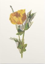 Gele Hoornpapaver (Yellow Horned Poppy) - Foto op Posterpapier - 42 x 59.4 cm (A2)