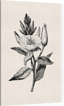 Teunisbloem zwart-wit (Evening Primrose) - Foto op Canvas - 100 x 150 cm
