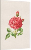Tuinroos (Garden Rose) - Foto op Canvas - 40 x 60 cm