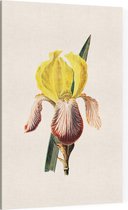 Iris (Iris White) - Foto op Canvas - 40 x 60 cm