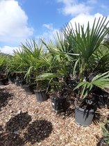 Palmboom - Trachycarpus Fortunei 90-100 cm hoog