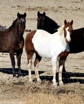 Horse Photo School Composition Book Equine Pasture Trio: Horse Photo Equine Covers Composition Books Notebooks (Notebook, Diary, Blank Book)