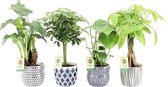 Trendy Kamerplanten Mix - Delfts Blauw Keramiek Potjes - Set van 4 - Luchtzuiverend - Alocasia, Pachira, Schefflera, Monstera