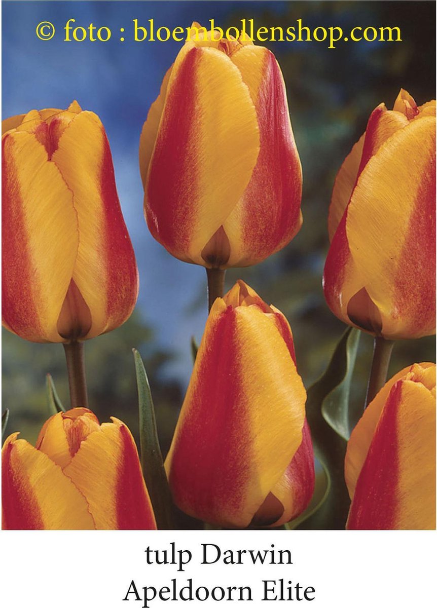 tulp Apeldoorn Elite 25 bollen maat 12/+ tulpen - bloembollen- tulpenbollen