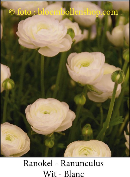 Ranunculus, witte bloemen met veel bloemblaadjes.