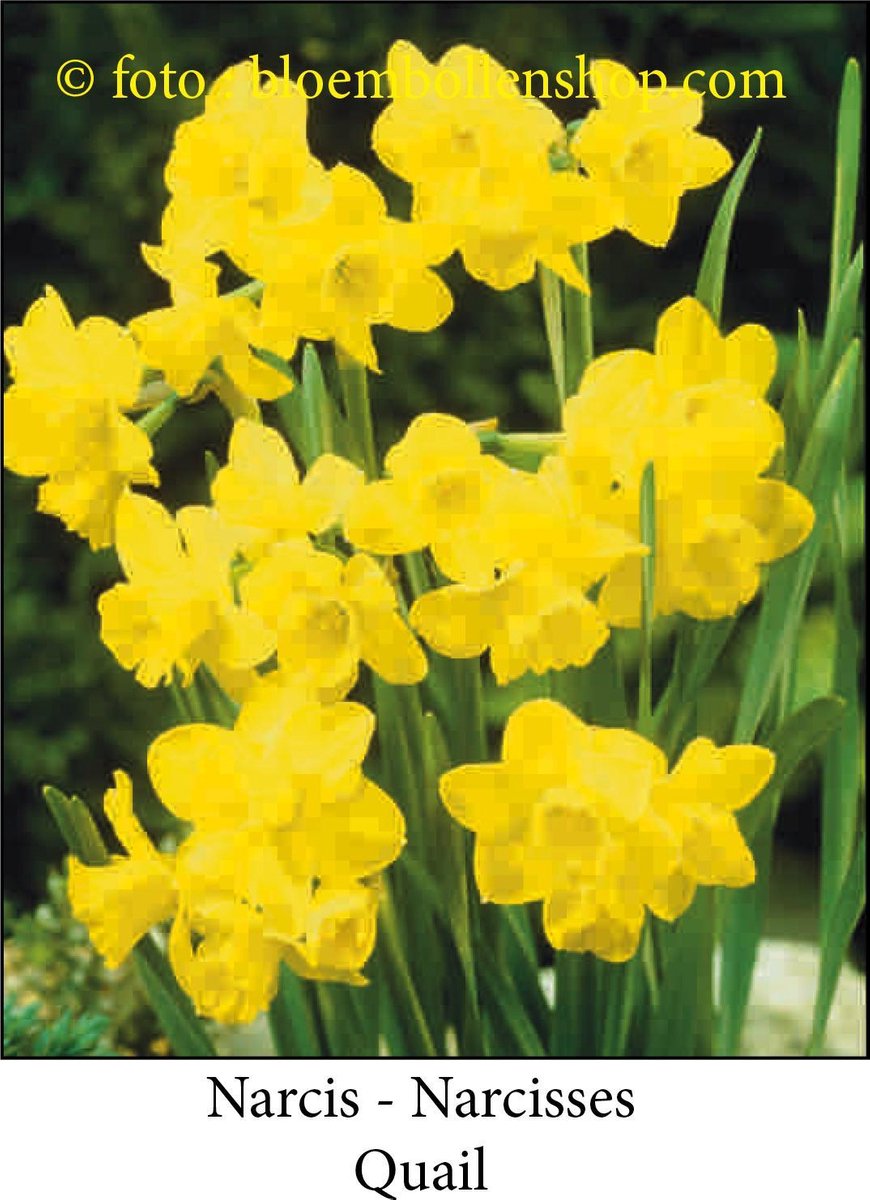 narcis Quail 25 bollen maat 12/14 botanische narcis