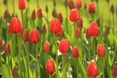 Fotobehang van een veld met rode tulpen 350 x 260 cm