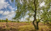 Fotobehang Heide Maasduinen 250 x 260 cm
