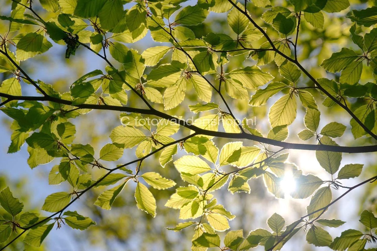Fotobehang voorjaarsblad tegen blauwe hemel 350 x 260 cm - € 235,--