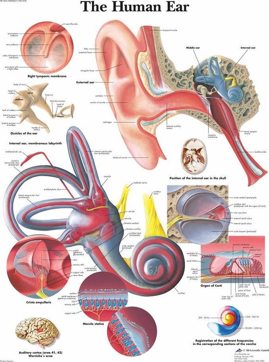 Le corps humain - Poster anatomie oreille / conduit auditif (plastifié, 50x67 cm)