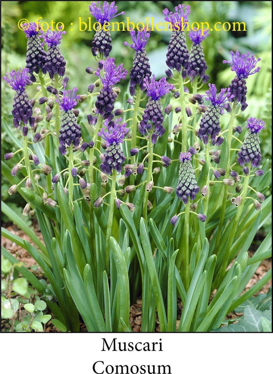 muscari Comosum 25 bollen maat 6/+