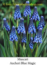 muscari Aucheri Blue Magic 50 bollen maat 8/+