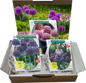Gardenseasons Allium-cadeaupakket - 20 stuks - Bloembollen