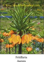 fritillaria Aurora 2 bollen maat 24/+ keizerkroon