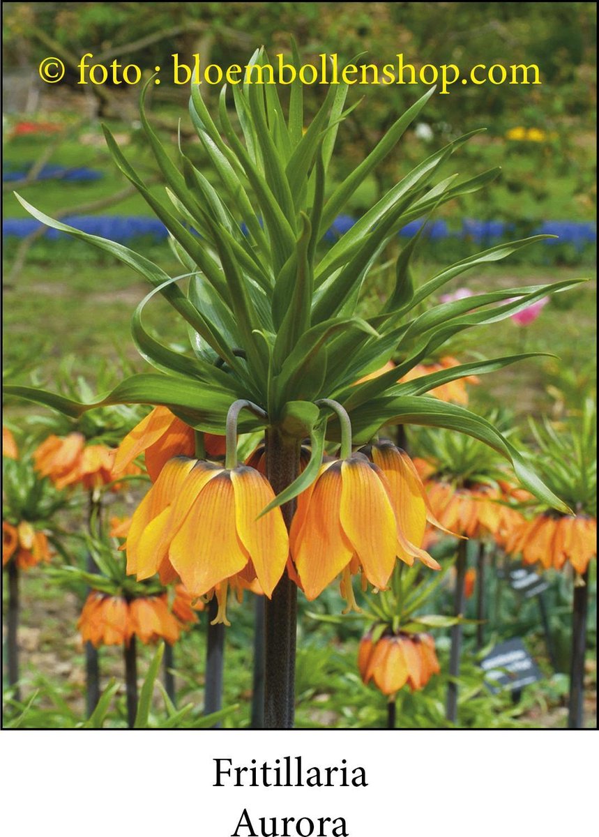 fritillaria Aurora 2 bollen maat 24/+ keizerkroon