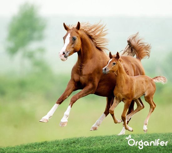 Een bruine merrie en haar veulen rennen over een groene heuvel.