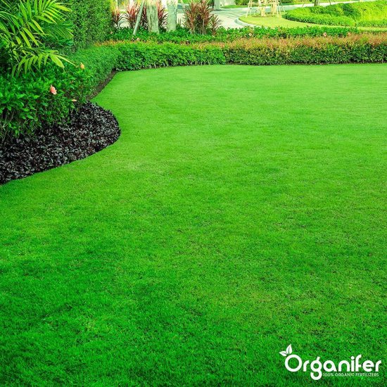 Een verzorgd groen gazon naast een bloembed met donkere en rode planten.