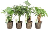 Hellogreen Luchtzuiverende Kamerplanten - Set van 4 - Iron Leaf - ↕ 30-35 cm