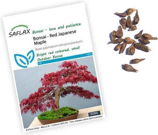 Acer palmatum atropurpureum zaden | Japanse esdoorn | Bonsai
