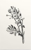 Gevlekte Scheerling zwart-wit (Hemlock Stocks Bill) - Foto op Forex - 60 x 90 cm