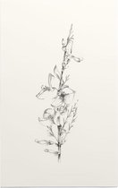 Genisteae zwart-wit Schets (Broom) - Foto op Forex - 100 x 150 cm