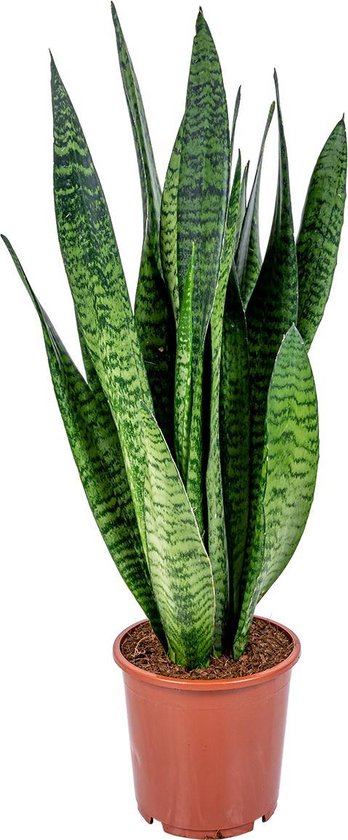 Sansevieria XL 'Zeylanica' per stuk | Vrouwentong - Kamerplant in kwekerspot ⌀17 cm - ↕65 cm