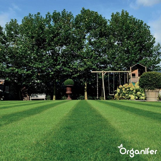 Shade Lawn Grass Seed (5kg - 250M2) - Grass Seed Shadow - Grass Seed
