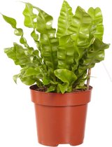 Asplenium Cripy Wave