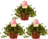 Pilea depressa Sao Paulo