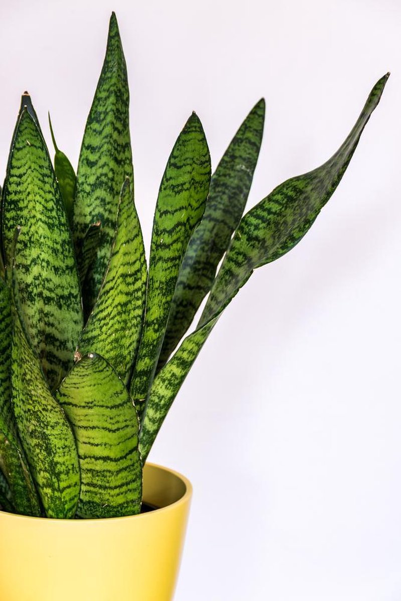 Sansevieria in TOP Makkelijkste en populairste woonkamerplanten