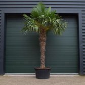 Chinese waaierpalm - Trachycarpus Fortunei 190 cm stamhoogte