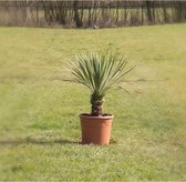 Gewone palmlelie - 'Yucca rostrata' (15 cm stamhoogte)